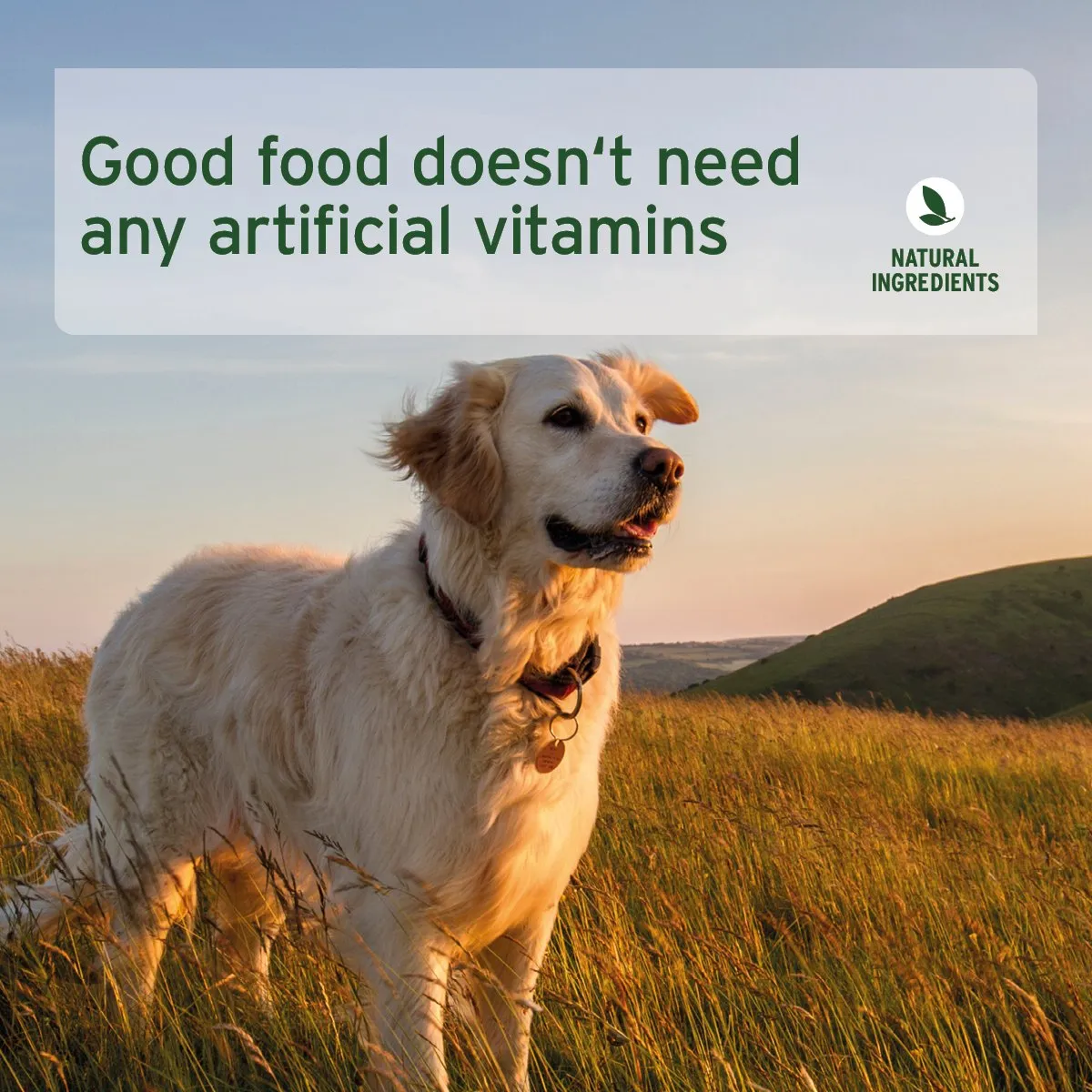 PureNature Chicken - Wet Food for Dogs